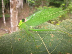 Stilpnochlora incisa