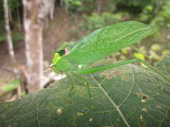 Stilpnochlora incisa