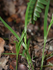 Pterostylis graminea