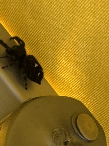 Bold Jumping Spider photographed in Rhode Island