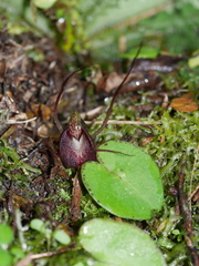 Corybas macranthus