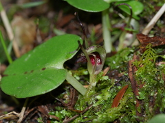 Corybas macranthus