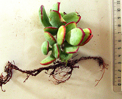 Cotyledon woodii