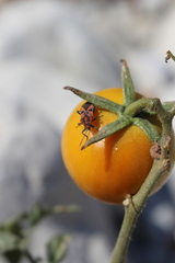 Spilostethus furcula