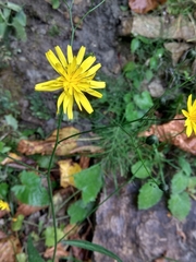 Lapsana communis intermedia
