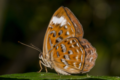 Taxila haquinus