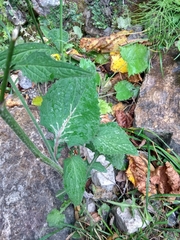 Lapsana communis intermedia