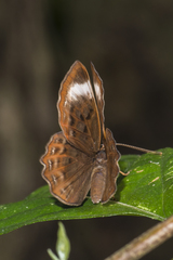 Taxila haquinus