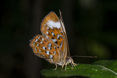 Taxila haquinus
