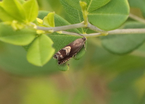 Three-lined Grapholita Moth photo 4