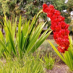 Doryanthes