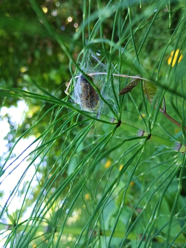 Western Tent Caterpillar Moth