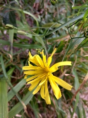 Lapsana communis intermedia