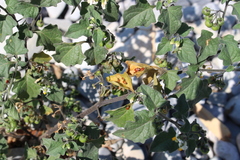 Spilostethus furcula
