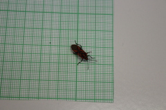 Spilostethus furcula
