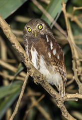 Javan Owlet photo 1