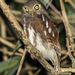 Javan Owlet - Photo (c) Francesco Veronesi, some rights reserved (CC BY-SA)
