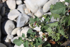 Spilostethus furcula