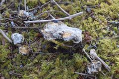 Hydnellum suaveolens