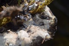 Hydnellum suaveolens