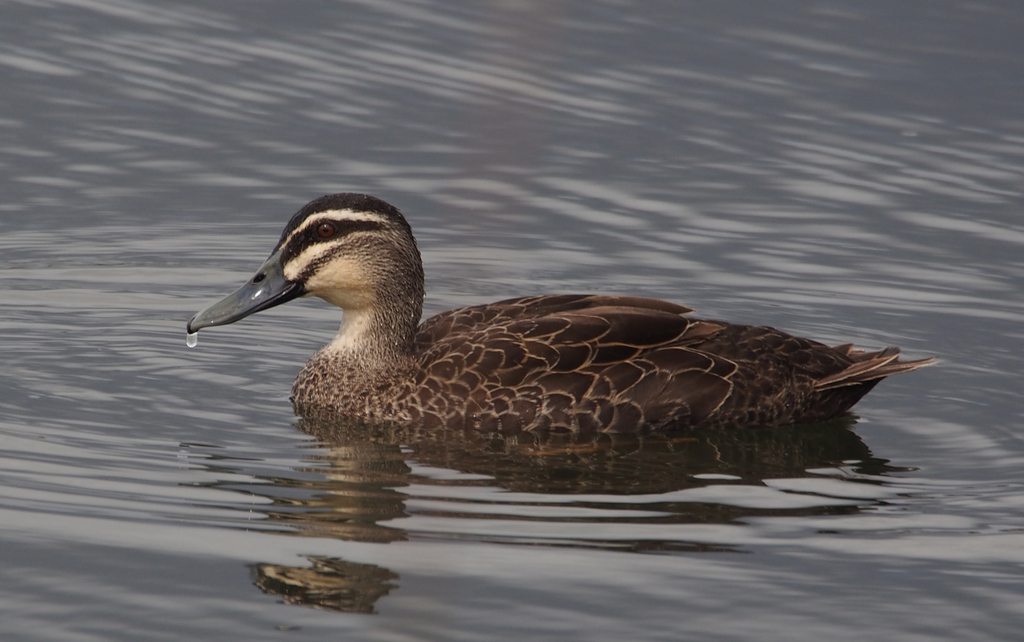 Pacific Black Duck