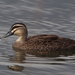Pacific Black Duck - Photo (c) Jenny Donald, some rights reserved (CC BY-NC), uploaded by Jenny Donald