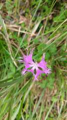 Dianthus pygmaeus