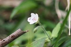 Geranium thunbergii