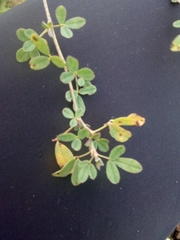 Melilotus suaveolens