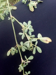 Melilotus suaveolens