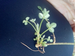 Melilotus suaveolens