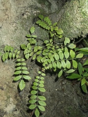 Pterophylla sylvicola sylvicola