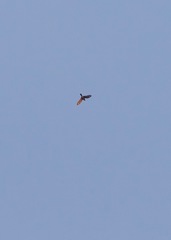 Chordeiles acutipennis