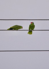 Amazona viridigenalis