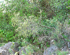 Diospyros austro-africana