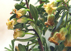 Diospyros austro-africana