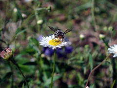 Megachile chrysopyga