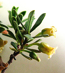 Diospyros austro-africana