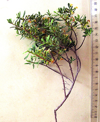 Diospyros austro-africana