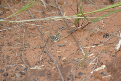 Spialia diomus