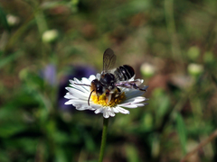 Megachile chrysopyga