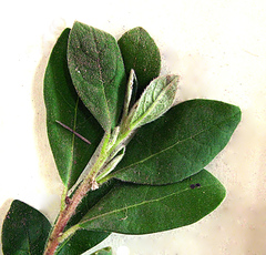 Diospyros dichrophylla
