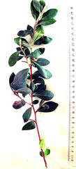 Diospyros dichrophylla