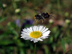 Megachile chrysopyga