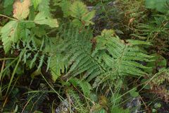 Oreopteris quelpartensis