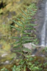 Oreopteris quelpartensis