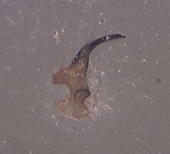 Spilostethus furcula
