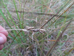 Carex arenaria