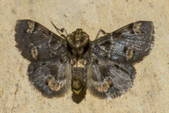 Coenodomus dudgeoni