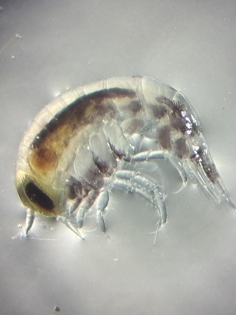 Themisto pacifica